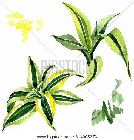 Dracena Green Leaves. Leaf Plant Floral Foliage. Watercolor Background Set. Isolated Dracena Illustr