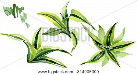 Dracena Green Leaves. Leaf Plant Floral Foliage. Watercolor Background Set. Isolated Dracena Illustr