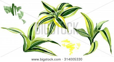 Dracena Green Leaves. Leaf Plant Floral Foliage. Watercolor Background Set. Isolated Dracena Illustr