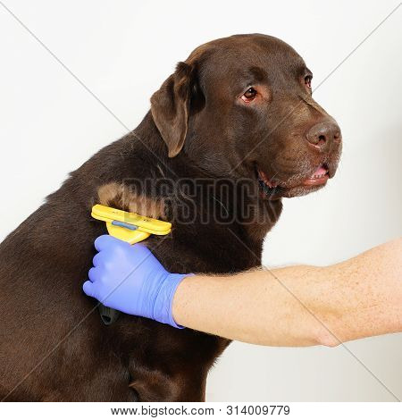 Grooming Undercoat Dogs. Labrador Retriever And Veterinarian In Blue Gloves. Concept Hygiene And Car