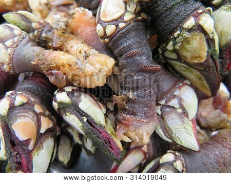 Delicious Seafood Of All Kinds Of Very Good Quality