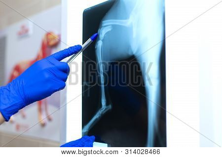 Vet Doctor Watching X-ray Image Of Dog Which Jumped From Sofa And Broke Leg.