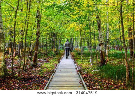 Female Hiker On Jesup Trail Wooden Footpath Among The Fall Foliage