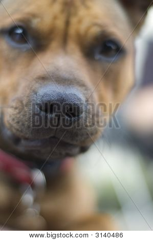 Hond