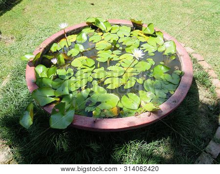 A Beautiful Scene Of  Green Plants And Trees With Various Colored Flowers In A Outdoor. It Is In The