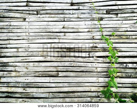 Green Ivy Wiggle On Old Dark Bamboo Wooden Of Rustic House Floor Have Copy Space For Background