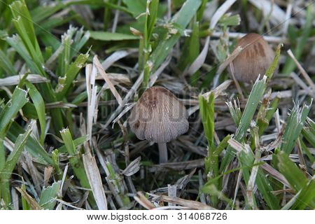 Variety Of Mushrooms That Grow In The Garden In Winter