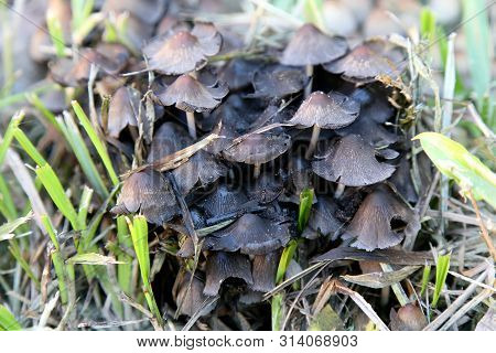 Variety Of Mushrooms That Grow In The Garden In Winter