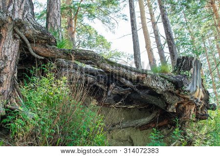 Big Roots Of An Old Tree On A Cliff Bottom View