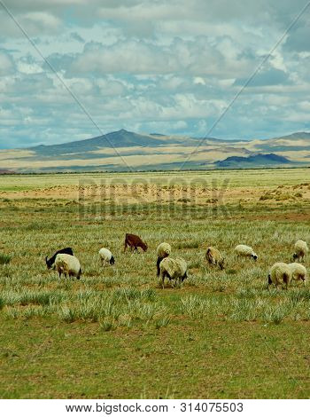 Mongolian Pastures In The Area Zavkhan River,  River In The Govi-altai Mongolia