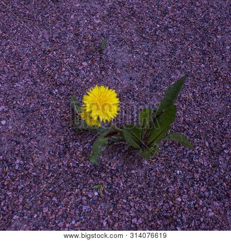 Yellow Flower Of A Dandelion Plant Taraxacum Officinale Aka Ordinary Dandelion Grows On A Margenta G