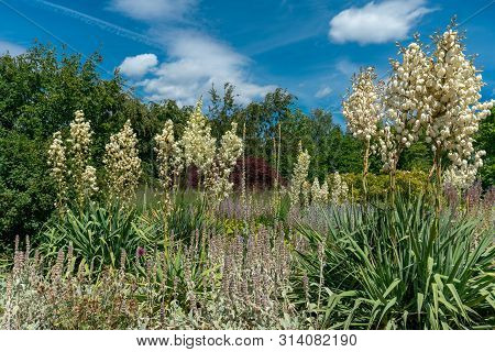 Yucca Filamentosa In Full Bloom In A Colourful Summer Flower Bed With Sage (salvia)