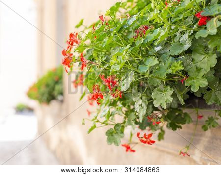 Beautiful Red Hybrid Ivy-leaf Geranium Flowers Pelargonium Peltatum. Pelargonium Peltatum Flowerpots