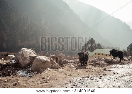 Yak Standing On Mountain Road Near A Small Village On Way To Tsomgo (changu) Lake On Top Of Himalaya