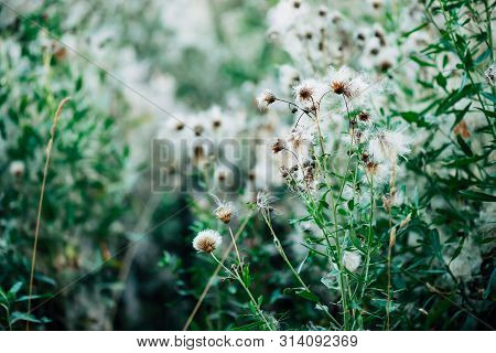Overblown Buds Of Cirsium Heterophyllum. Blooming Thistle On Green Bokeh Background. Scenic Backdrop