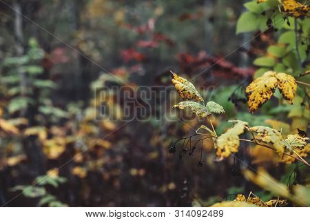 Orange Yellow Autumn Leaves On Bokeh Background. Scenic Fall Rich Flora In Dark Forest. Colorful Fol