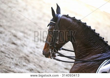 Portrait Head Shot Close Up Of A Beautiful Purebred Dressage Horse During Event Indoors