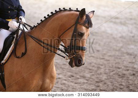 Portrait Head Shot Close Up Of A Beautiful Purebred Dressage Horse During Event Indoors