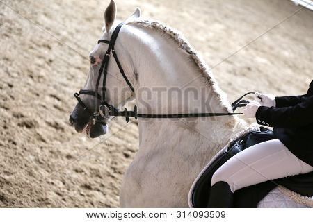 Portrait Head Shot Close Up Of A Beautiful Purebred Dressage Horse During Event Indoors