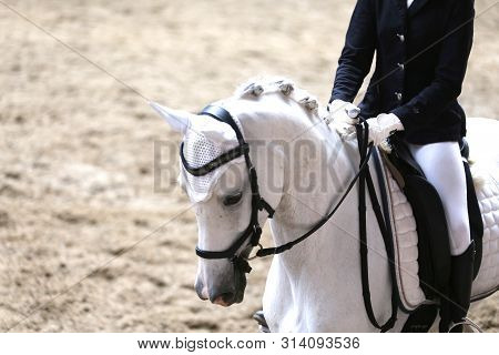 Portrait Head Shot Close Up Of A Beautiful Purebred Dressage Horse During Event Indoors