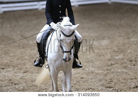 Portrait Head Shot Close Up Of A Beautiful Purebred Dressage Horse During Event Indoors
