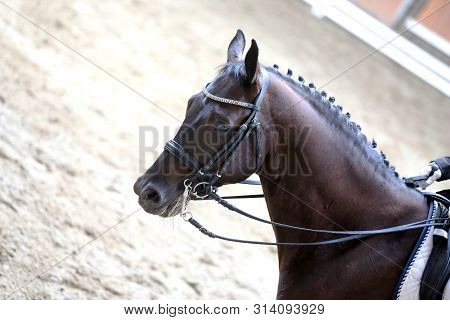 Portrait Head Shot Close Up Of A Beautiful Purebred Dressage Horse During Event Indoors