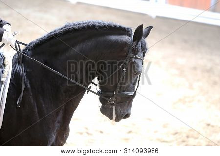 Portrait Head Shot Close Up Of A Beautiful Purebred Dressage Horse During Event Indoors