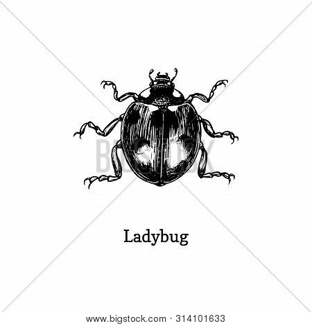 Illustration Of Ladybug. Drawn Insect In Engraving Style. Sketch Of Beetle In Vector