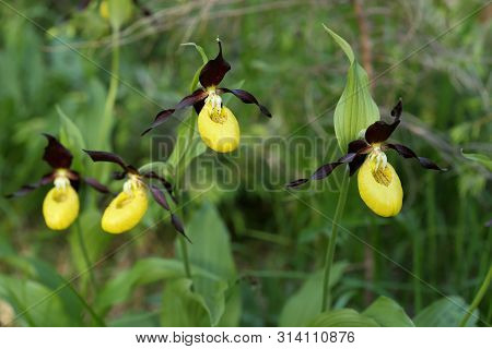 Some Rare Yellow Orchids In Natural Landscape