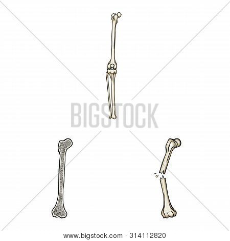 Vector Illustration Of Bone And Skeleton Sign. Set Of Bone And Human Stock Vector Illustration.