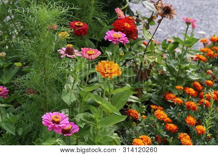 Colorful Beautiful Zinias Bloom In The Garden