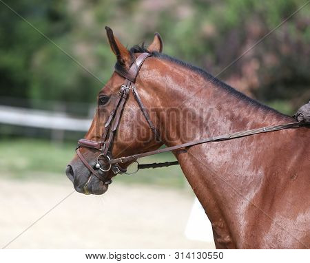 Portrait Head Shot Close Up Of A Beautiful Purebred Dressage Horse During Event Indoors