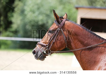 Portrait Head Shot Close Up Of A Beautiful Purebred Dressage Horse During Event Indoors