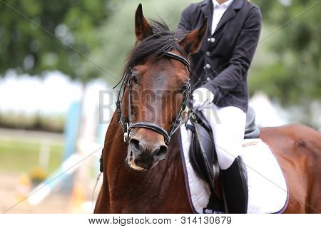 Portrait Head Shot Close Up Of A Beautiful Purebred Dressage Horse During Event Indoors