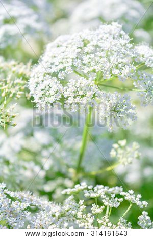 View Of Meadow White Flower Of Aegopodium Podagraria L. Called Ground Elder, Herb Gerard, Bishop Wee