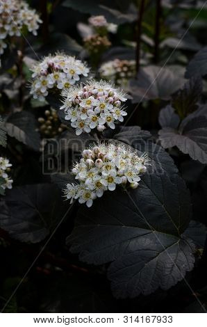 Soft Focused Close Up Picture Of White Spirea, Bush Of Thunbergii Or Thunbergii Meadowsweet. Beautif