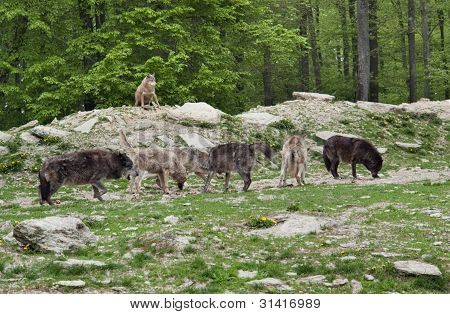 Meute de loups gris