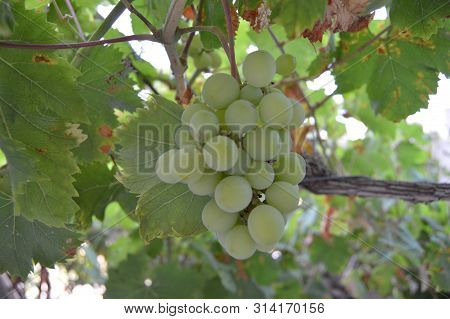 Hanging Green Grapes In The Garden, Algeria