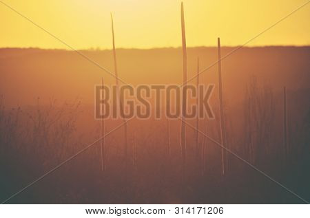 Australian Landscape Scene Of Backlit Silhouettes Of Xanthorrhoea Grass Tree Flower Spikes At Sunset