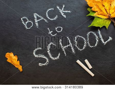 Back To School Concept. Black Chalkboard With Pieces Of Chalks And Autumn Yelllow Leaves Isolated On