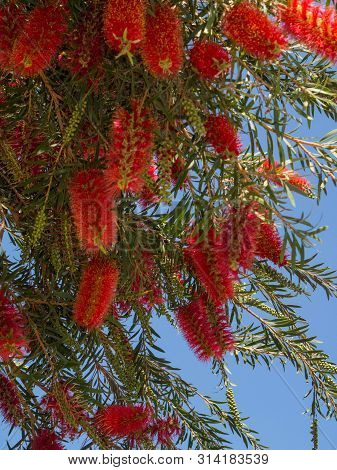 Weeping Bottle Brush Flower Against The Blue Sky, Callistemon Viminalis