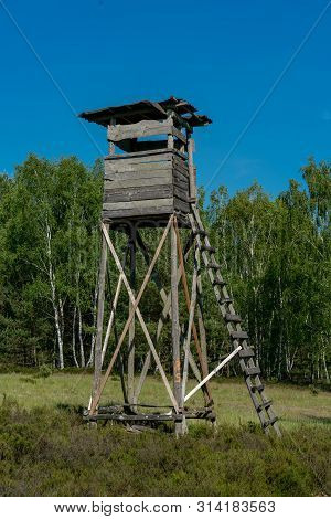 Wooden Perch With Cloudless Blue Sky With Birches In The Background