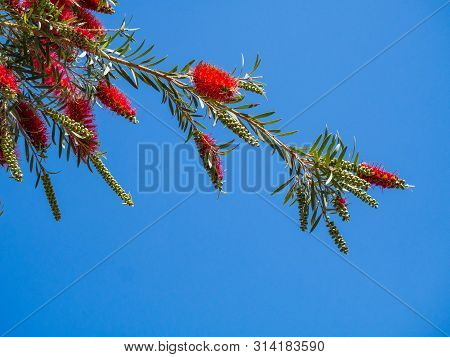 Weeping Bottle Brush Flower Against The Blue Sky, Callistemon Viminalis