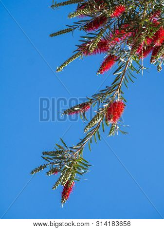 Weeping Bottle Brush Flower Against The Blue Sky, Callistemon Viminalis