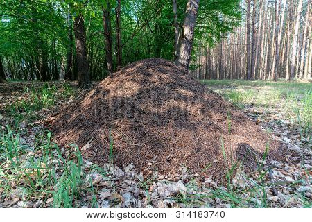 Close Up Picture Of A Hugh Anthill In A Forest