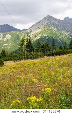 Flowers And Hala Gasienicowa (valey Gasienicowa) In Tatra Mountains In Zakopane , Poland