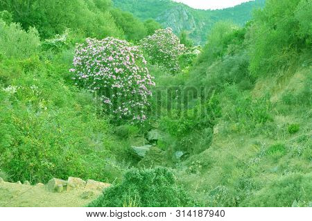 A Little Valley Full Of Green Shrubs And Pink Lorel