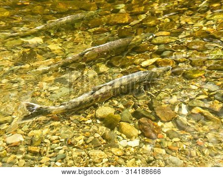 Salmon Run