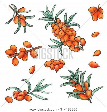 Hand Drawn Watercolor Illustration Set Of Sea Buckthorn Isolated Elements On White Background. 
Isol