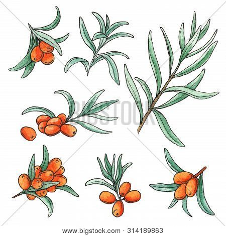Hand Drawn Watercolor Illustration Set Of Sea Buckthorn Isolated Elements On White Background. 
Isol